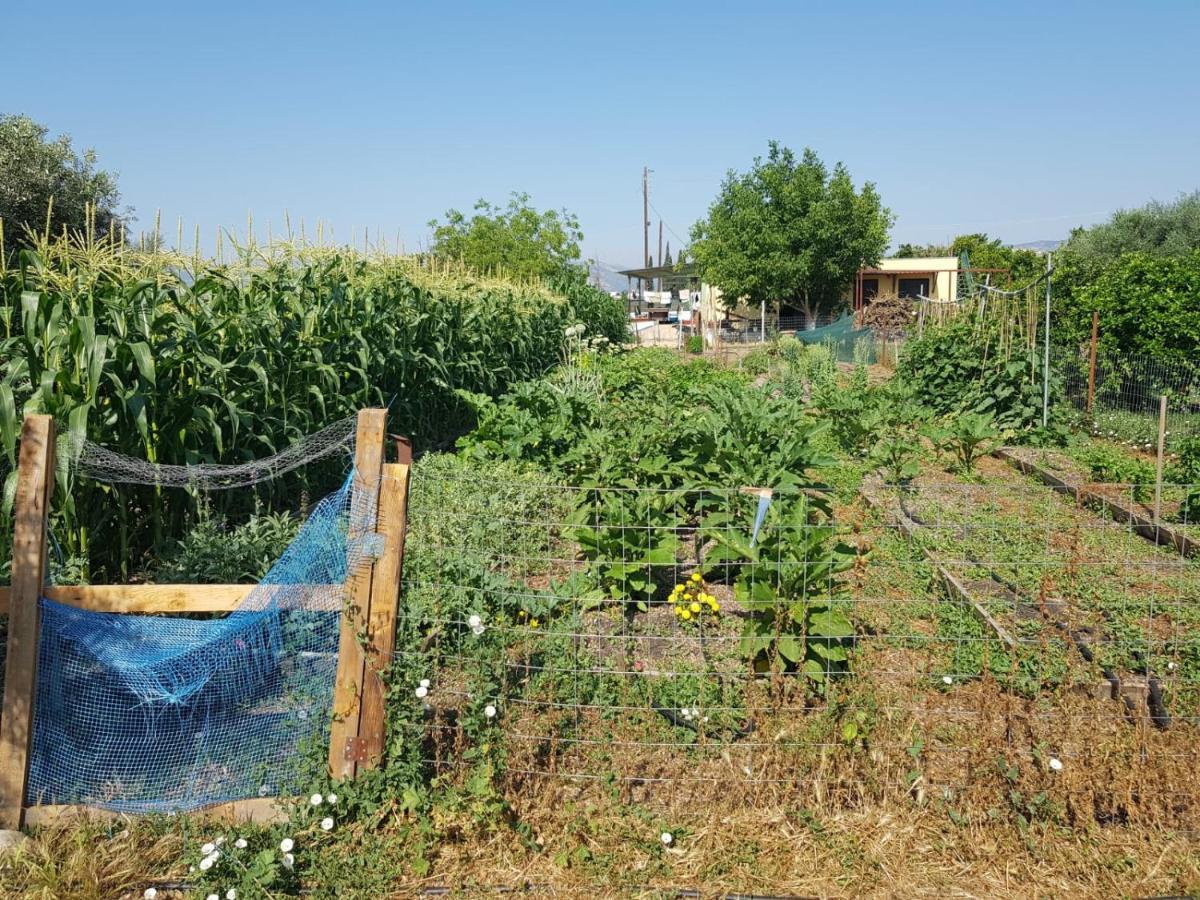 Eco Glamping With Pool Between Nafplio And Argos Exterior photo